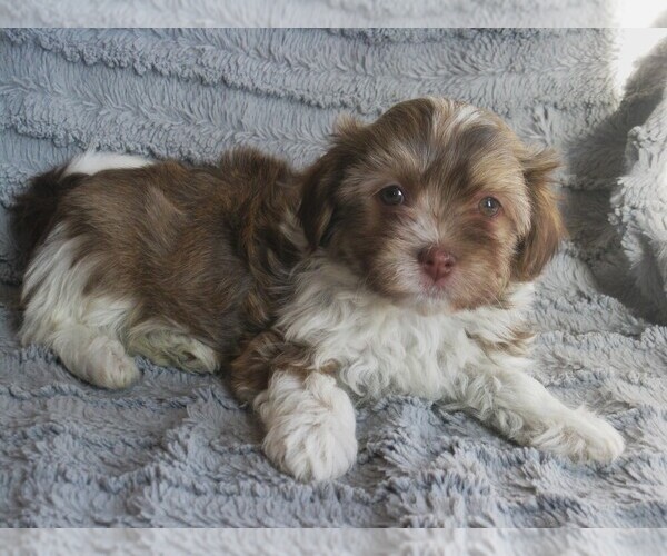 Medium Photo #1 Havanese Puppy For Sale in WILSON, NY, USA