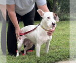 Small #2 American Pit Bull Terrier Mix