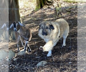 Father of the Maremma Sheepdog-Sarplaninac (Illyrian Sheepdog ) Mix puppies born on 03/15/2024