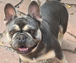 French Bulldog Puppy for sale in PAOLA, KS, USA