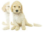 Small Photo #2 Poodle (Standard) Puppy For Sale in CEDAR CITY, UT, USA