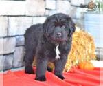 Small Photo #2 Newfoundland Puppy For Sale in MILLERSBURG, OH, USA