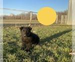 Small Photo #4 German Shepherd Dog Puppy For Sale in BOLIVAR, MO, USA