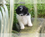 Mr Dane - Male Bichpoo Puppy for Sale - Photo #4