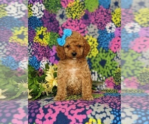 Cock-A-Poo Puppy for sale in KIRKWOOD, PA, USA