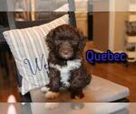Puppy 5 Portuguese Water Dog