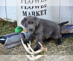 Puppy Haas Labrador Retriever