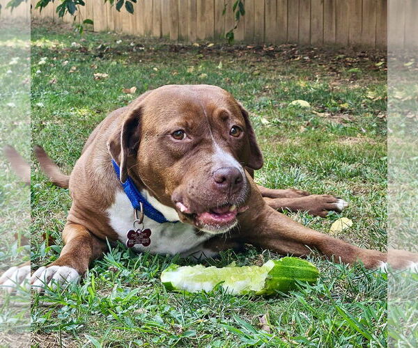 Medium Photo #30 Mutt Puppy For Sale in Mount Laurel, NJ, USA