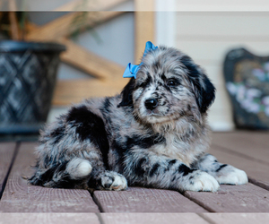 Australian Retriever Puppy for Sale in LIBERTY, Kentucky USA