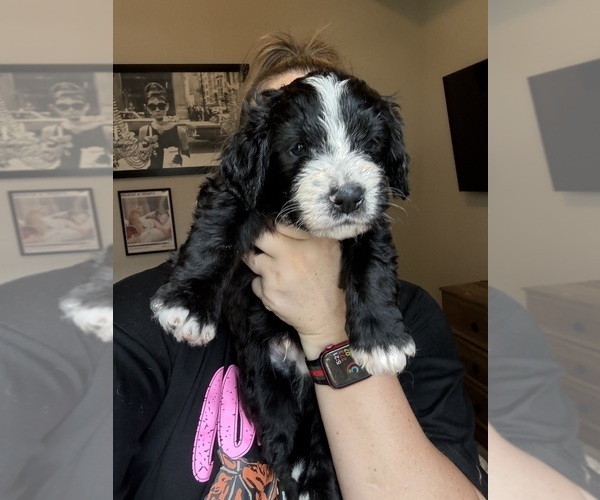 Medium Photo #16 Bernedoodle Puppy For Sale in BELMONT, NC, USA