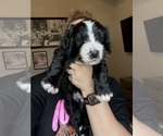 Small #15 Bernedoodle