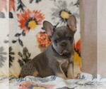 Small #2 French Bulldog
