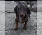 Small Photo #1 Dachshund Puppy For Sale in JOHNSTON, RI, USA