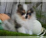 Small #17 Pomeranian