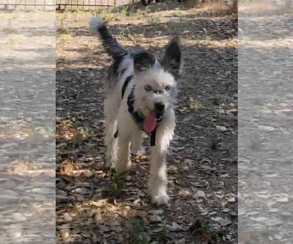 Medium Photo #3 Siberian Husky-Unknown Mix Puppy For Sale in La Verne, CA, USA