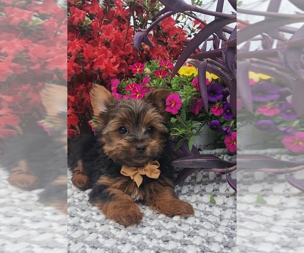 Medium Photo #8 Yorkshire Terrier Puppy For Sale in INDIANAPOLIS, IN, USA