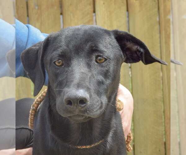 Medium Photo #1 Unknown-Weimaraner Mix Puppy For Sale in Huntley, IL, USA