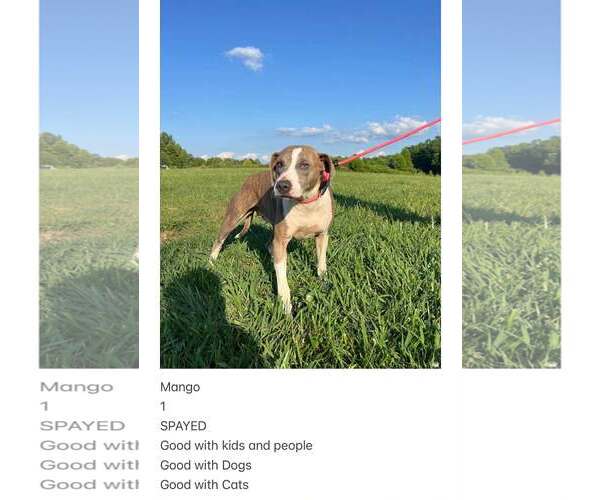 Medium Photo #3 Mutt Puppy For Sale in Crystal, MN, USA