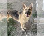 GIGI - Female German Shepherd Dog-Unknown Mix Dog for Adoption - Small photo