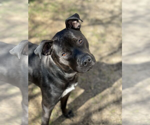 Medium Photo #7 Staffordshire Bull Terrier-Unknown Mix Puppy For Sale in Woodbury, NY, USA