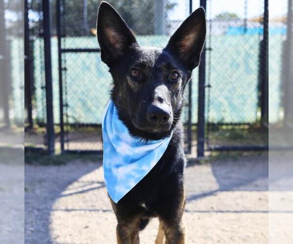 Medium Photo #1 German Shepherd Dog Puppy For Sale in San Antonio, TX, USA