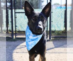 German Shepherd Dog Dogs for adoption in San Antonio, TX, USA