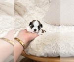 Small Photo #1 Shih Tzu Puppy For Sale in HEMET, CA, USA