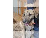 Small #4 Mountain Cur-Plott Hound Mix