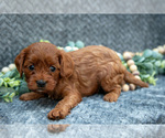 Puppy Nala Cavapoo