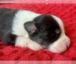 Small #1 Australian Shepherd
