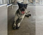 Small #1 Australian Cattle Dog Mix