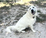 Small #5 Great Pyrenees