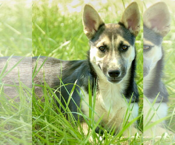 Medium Photo #8 Siberian Husky-Unknown Mix Puppy For Sale in Okolona, MS, USA