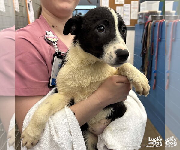 Medium Photo #6 Australian Shepherd-Unknown Mix Puppy For Sale in Washington, DC, USA
