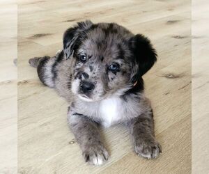Sheprador Puppy for sale in ATMORE, AL, USA