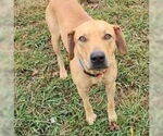 Small #5 Labrador Retriever Mix