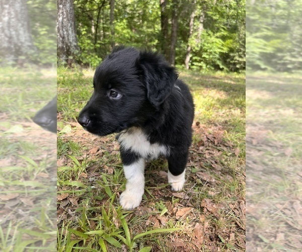 Medium Photo #3 Australian Shepherd Puppy For Sale in ELBERTON, GA, USA