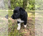 Small #2 Australian Shepherd