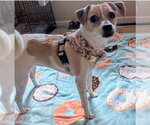 Small Chihuahua Mix