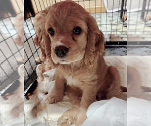 English Cocker Spaniel Puppy for sale in HOLYOKE, MA, USA