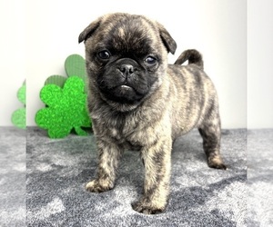 Pug Puppy for sale in INDIANAPOLIS, IN, USA