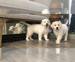 Small #6 English Cream Golden Retriever