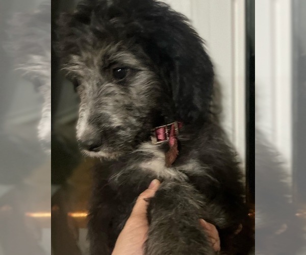 Medium Photo #4 Aussiedoodle Puppy For Sale in GRANGER, IN, USA