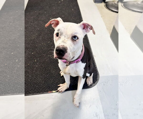 Medium Photo #2 American Pit Bull Terrier-Unknown Mix Puppy For Sale in Perth Amboy, NJ, USA