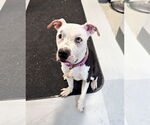 Small #1 American Pit Bull Terrier Mix