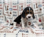 Small #2 Beagle