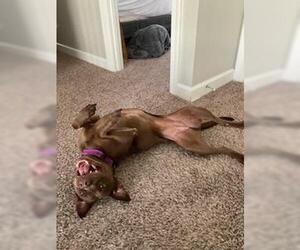 Nallah - Female American Staffordshire Terrier-Labrador Retriever Mix Dog for Adoption - Photo #10