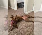 Small #9 American Staffordshire Terrier-Labrador Retriever Mix