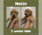 Puppy Mezzo Labrador Retriever