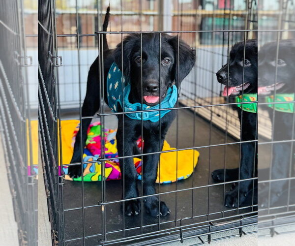Medium Photo #2 Labrador Retriever-Unknown Mix Puppy For Sale in Claremore, OK, USA